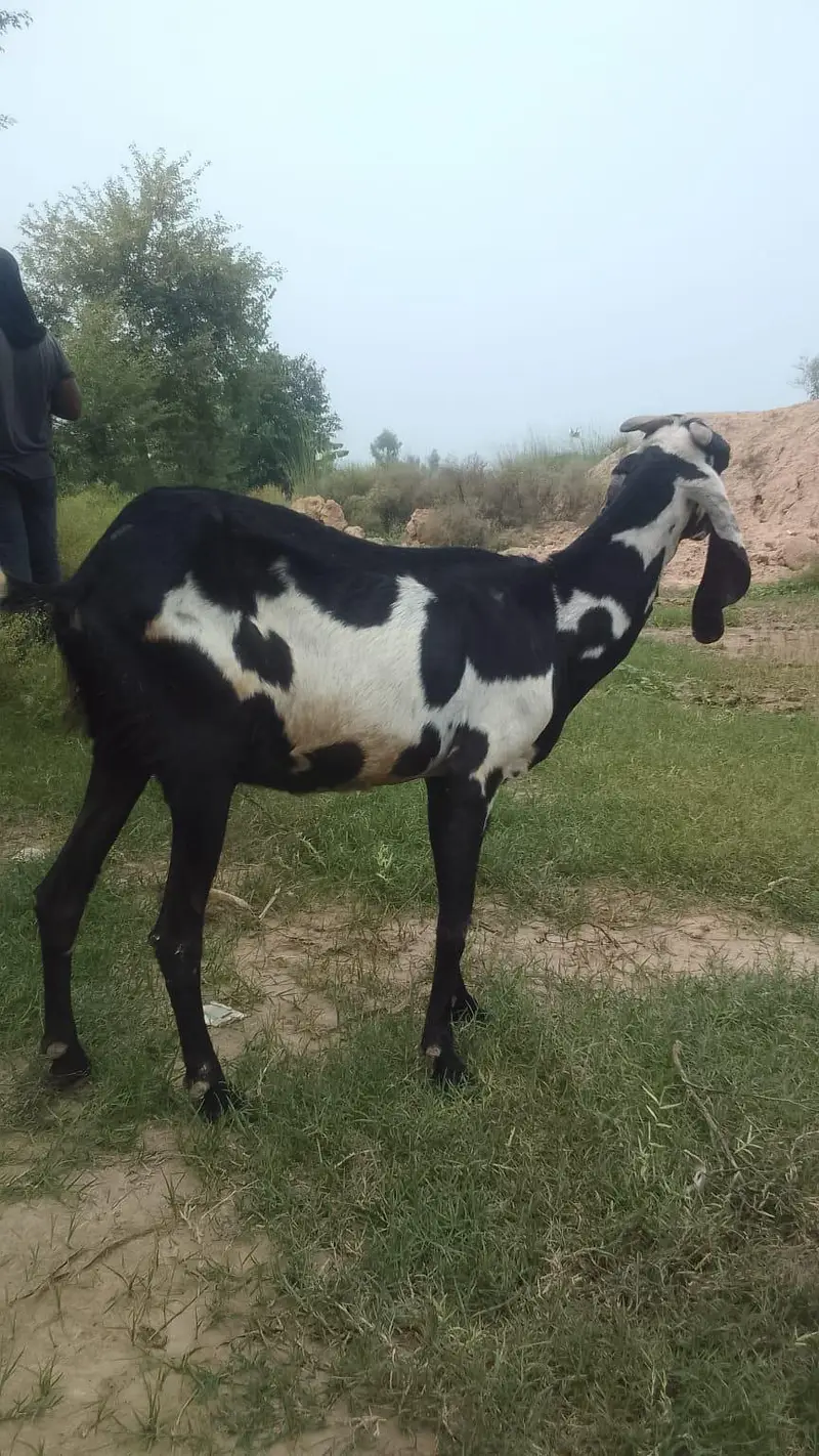 Beautiful beetal and desi pair — photo 3