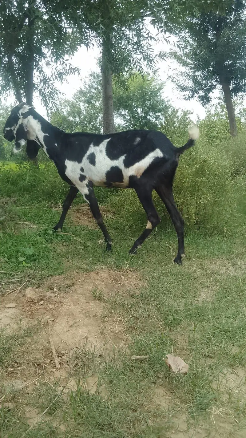 Beautiful beetal and desi pair — photo 4