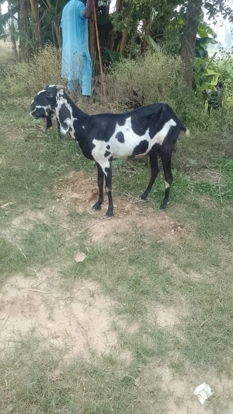 Beautiful beetal and desi pair — photo 5
