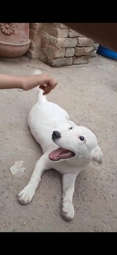 pista dog