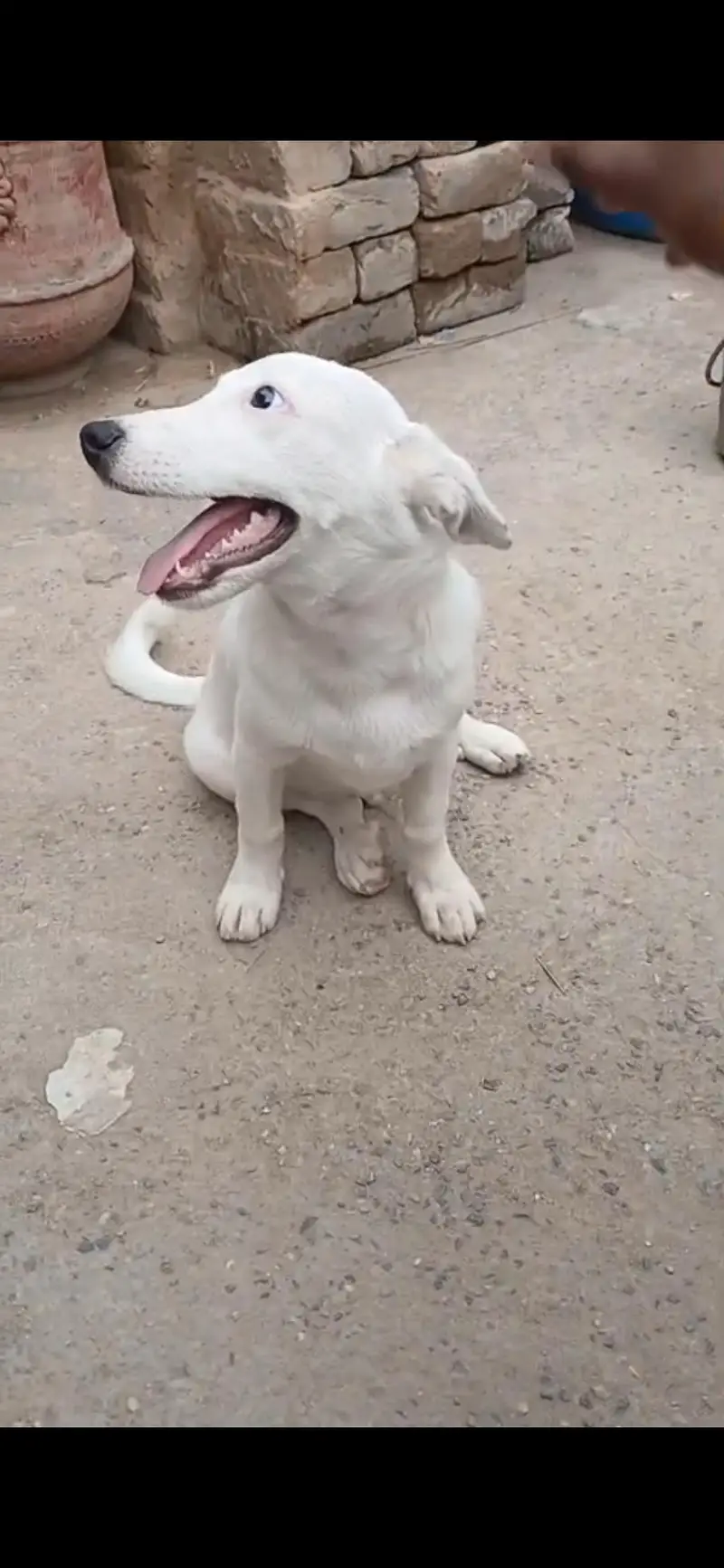 pista dog — photo 2