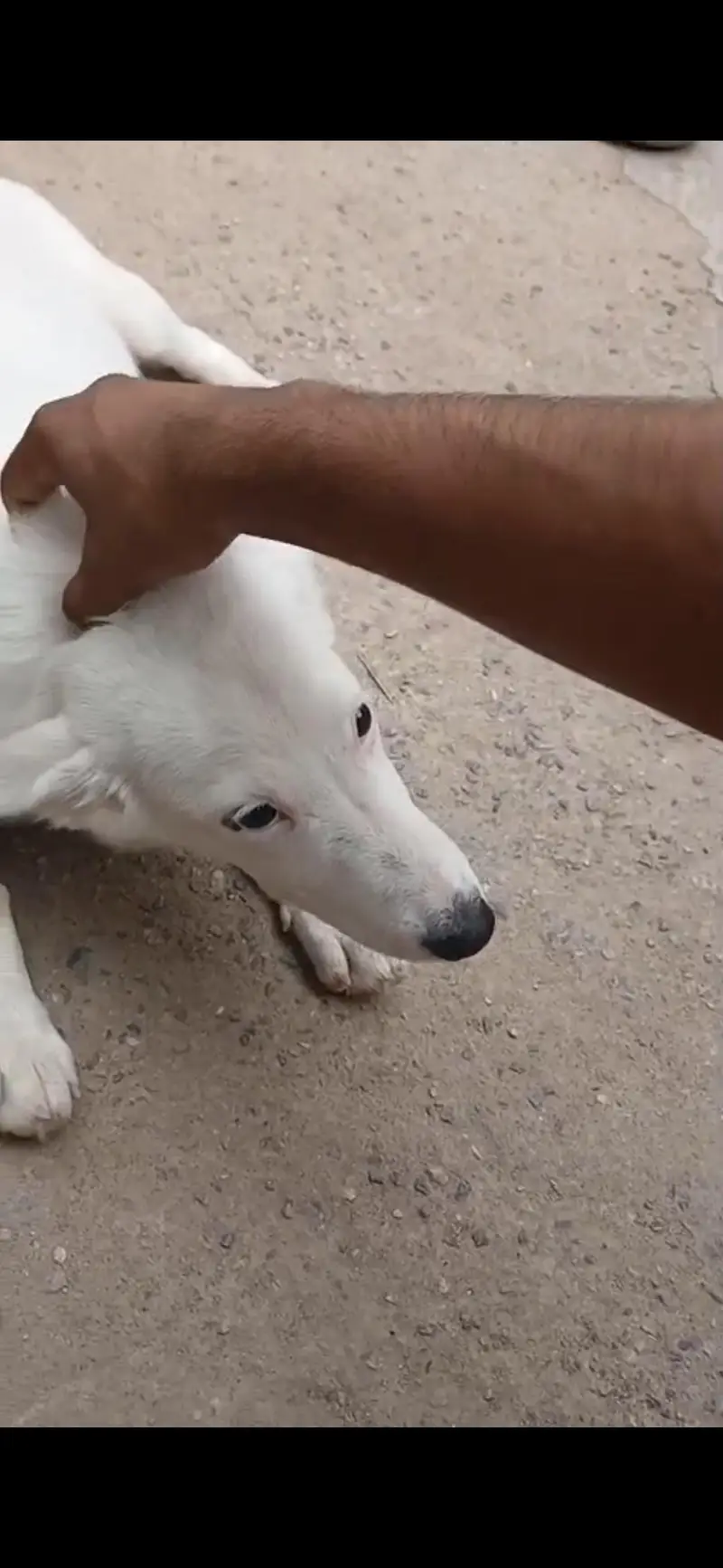 pista dog — photo 3