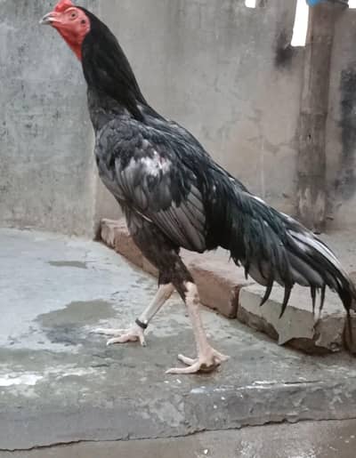 Saleta patha High Quality
