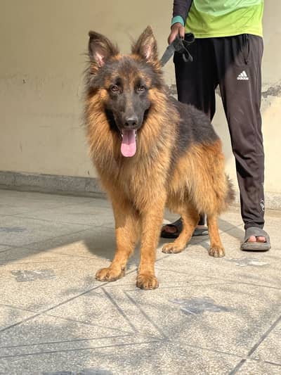 Pink pedigree Long Coat Male For sale