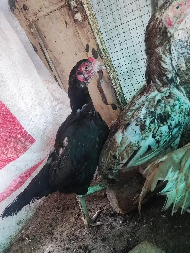pure Aseel for sale in very cheap price — photo 4