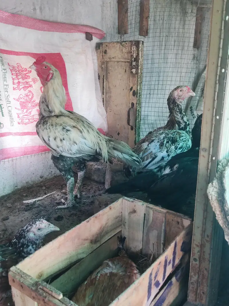 pure Aseel for sale in very cheap price — photo 5