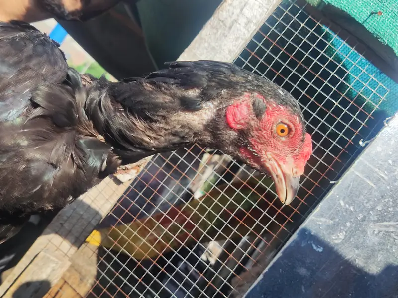 pure Aseel for sale in very cheap price — photo 11