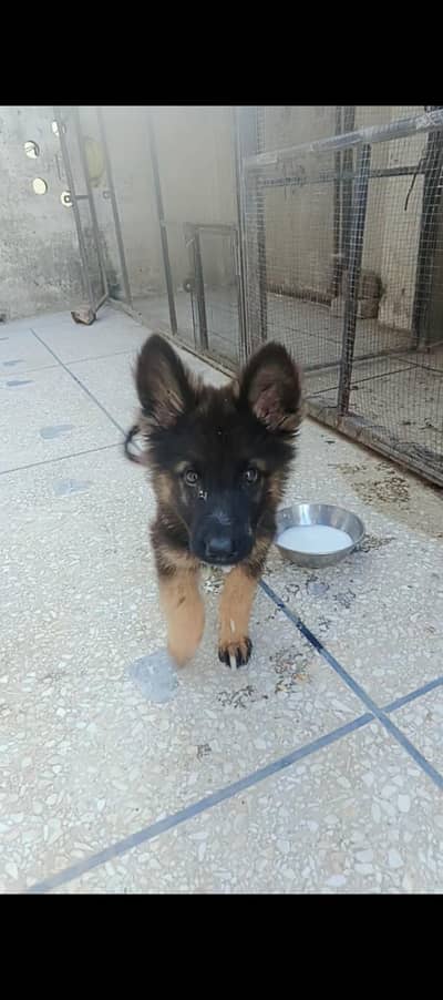 Black Mask Long Coat puppy GSD