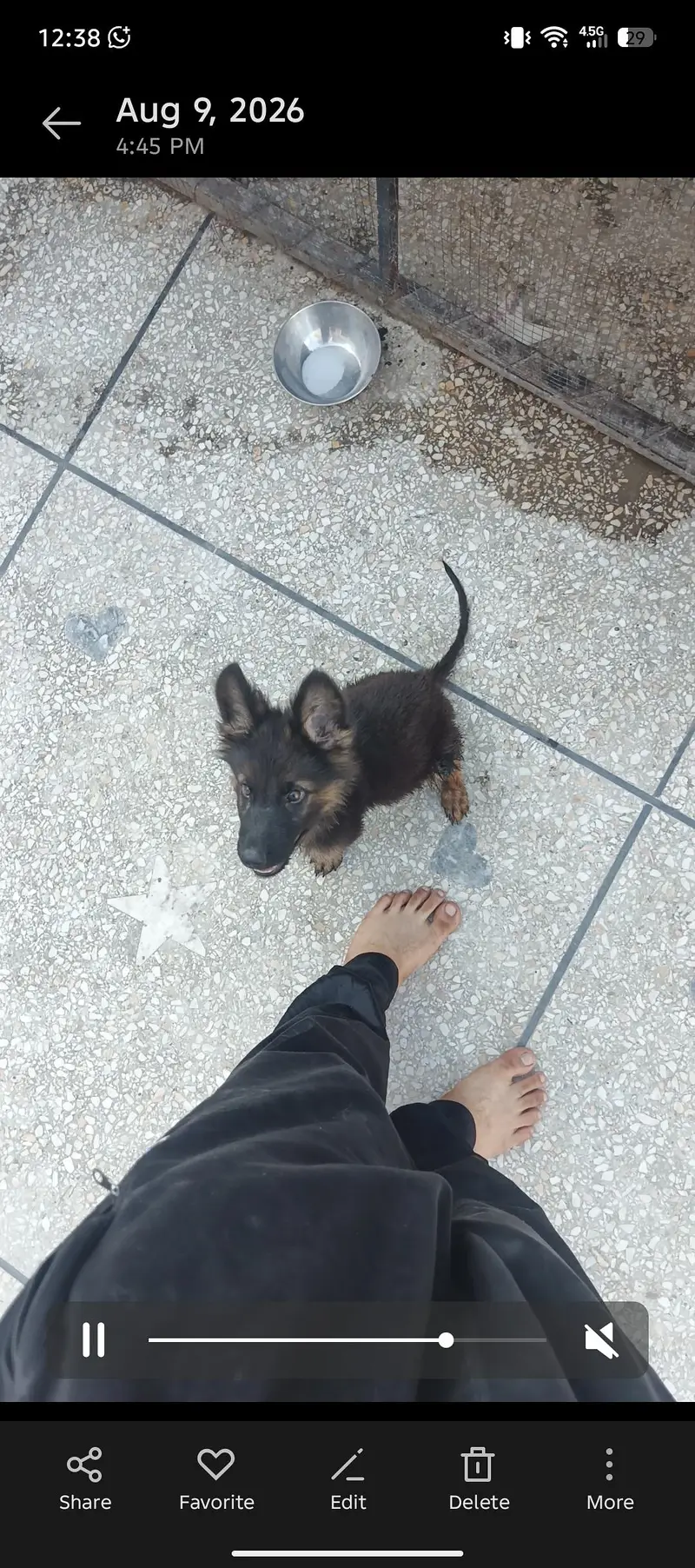 Black Mask Long Coat puppy GSD — photo 2