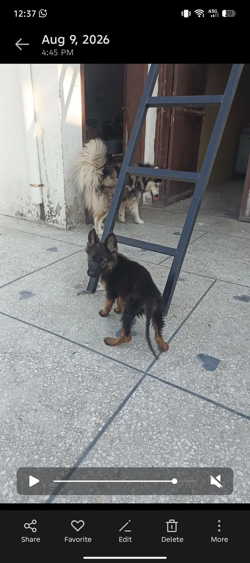 Black Mask Long Coat puppy GSD — photo 3