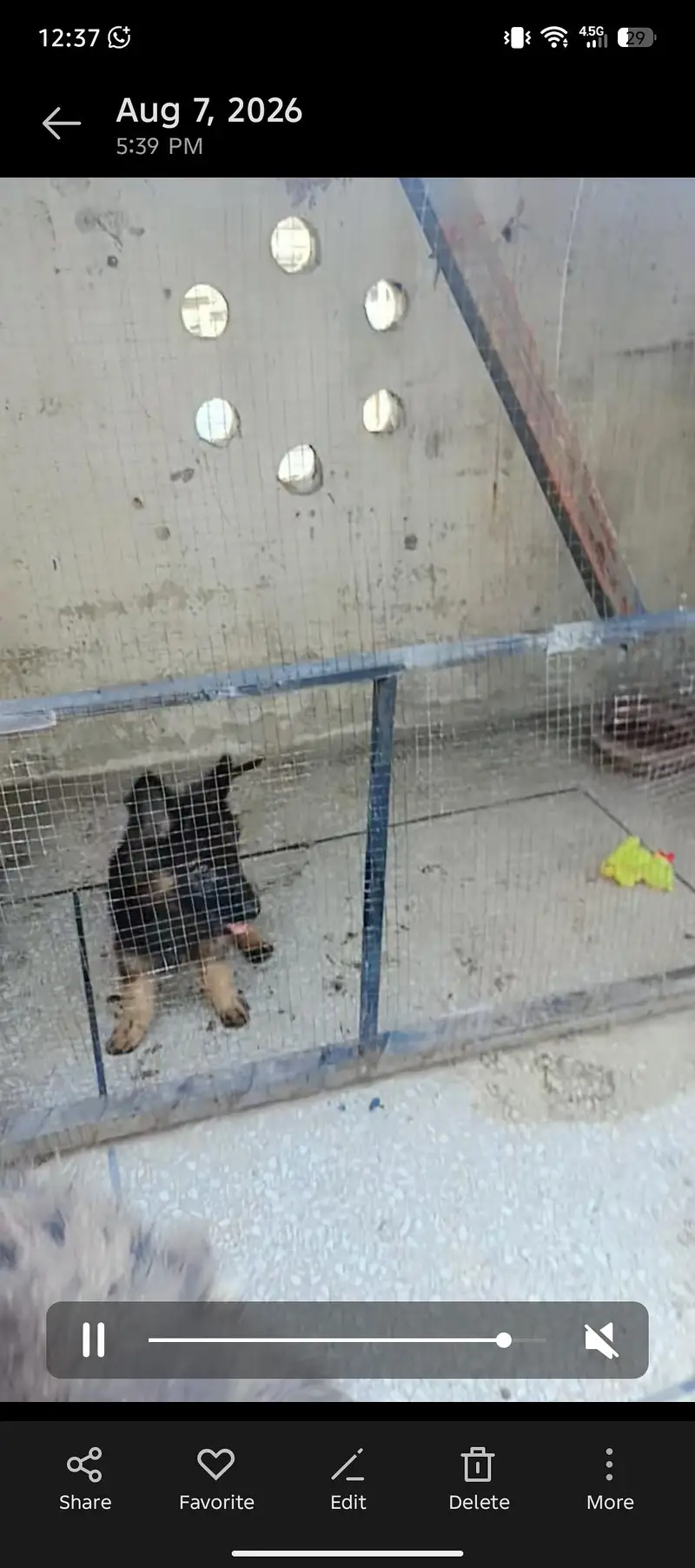 Black Mask Long Coat puppy GSD — photo 4