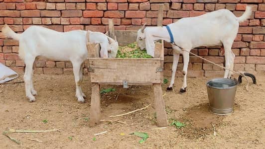 Bakra Bakri pair