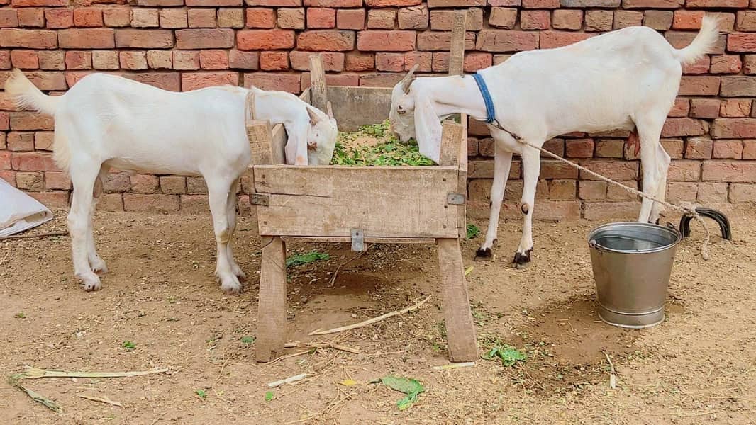 Bakra Bakri pair 0