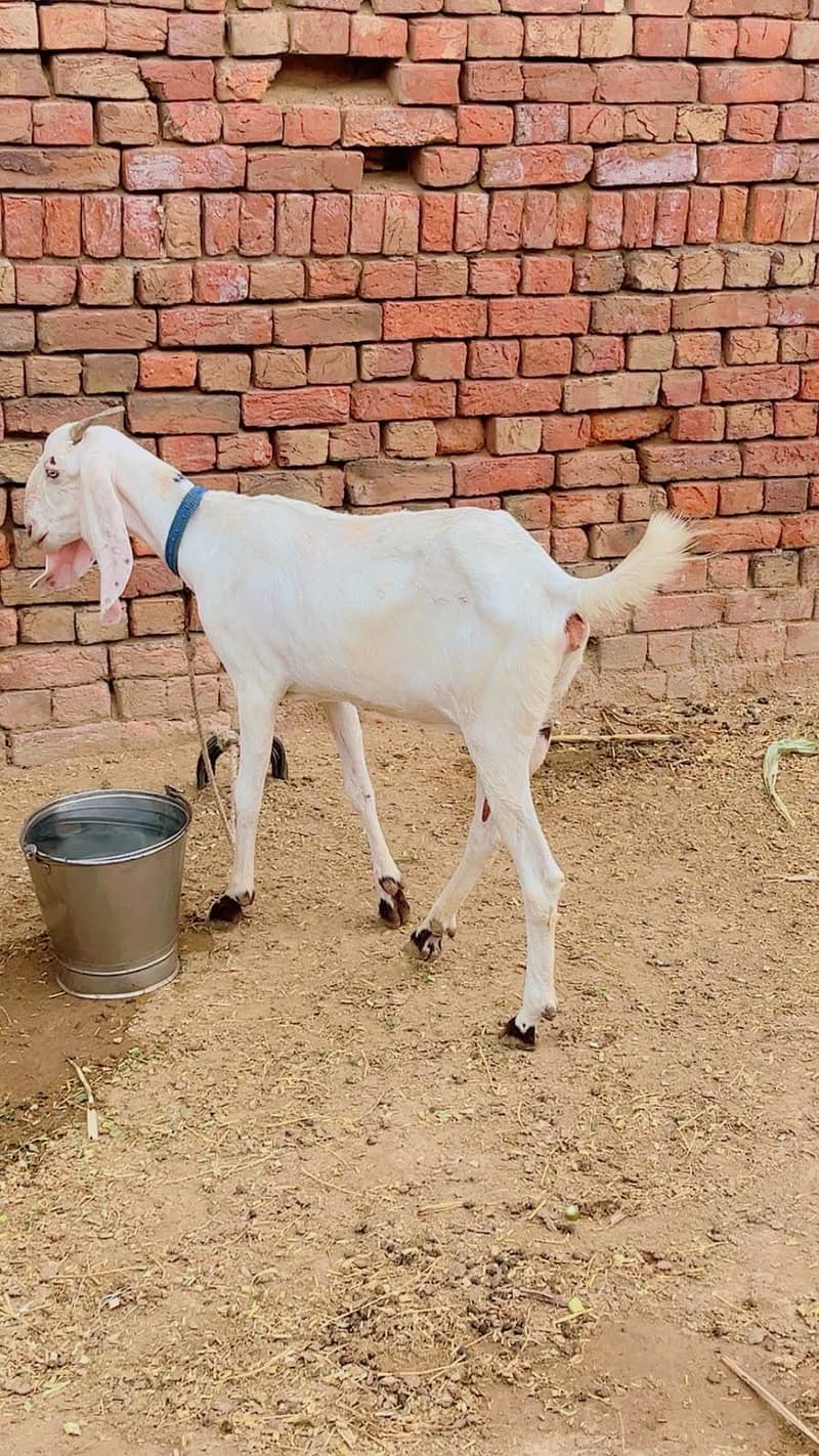 Bakra Bakri pair 1