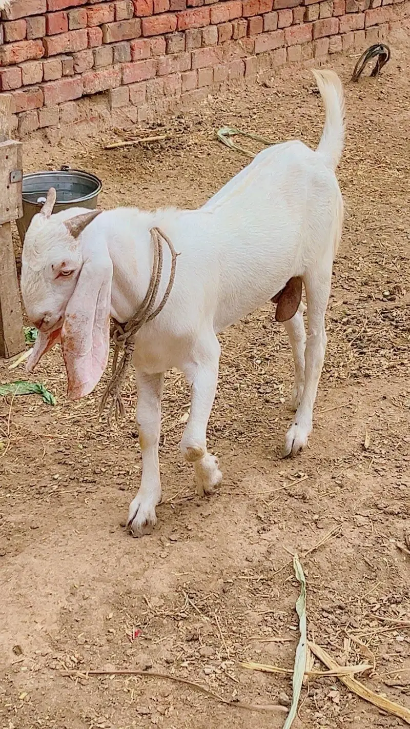 Bakra Bakri pair — photo 3