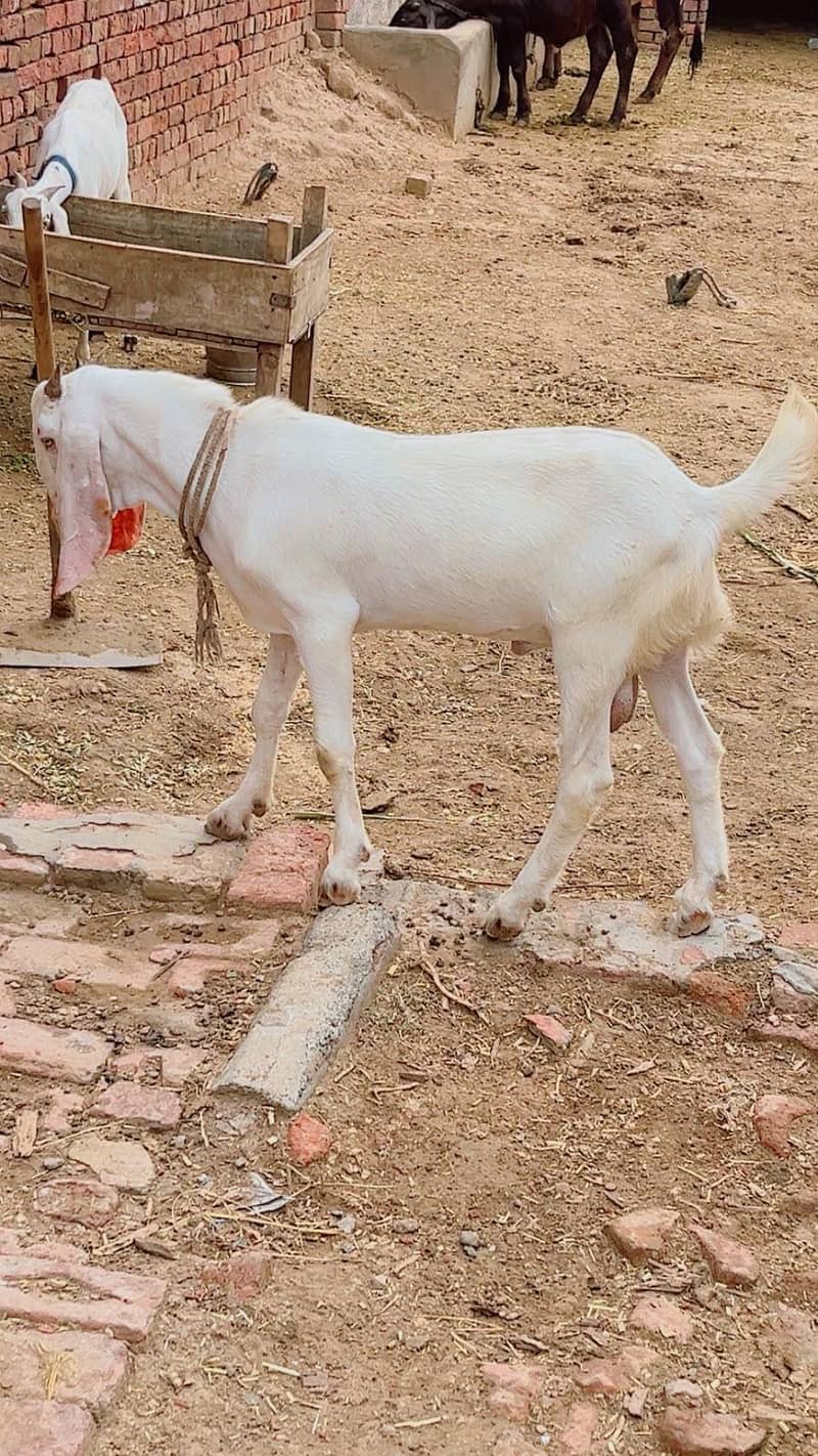 Bakra Bakri pair 3