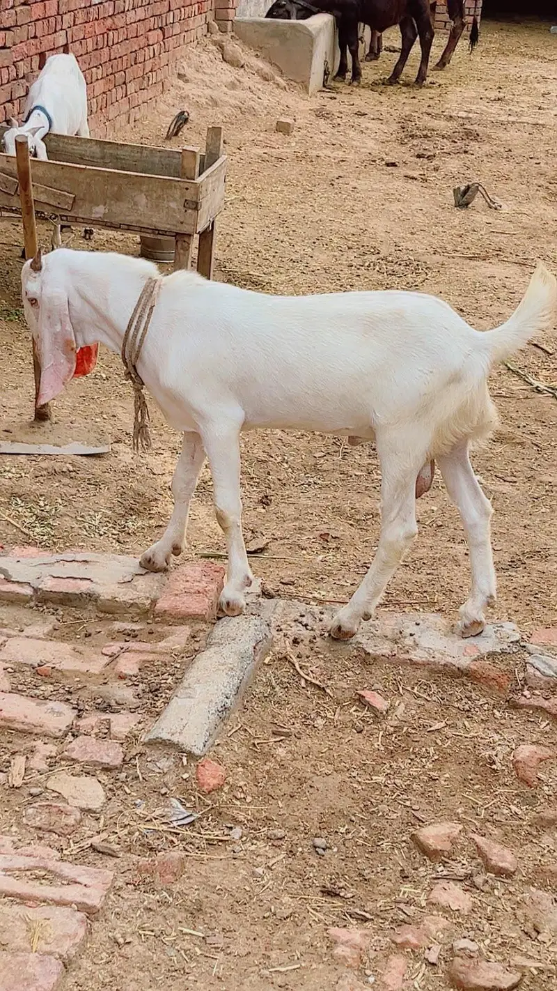 Bakra Bakri pair — photo 4