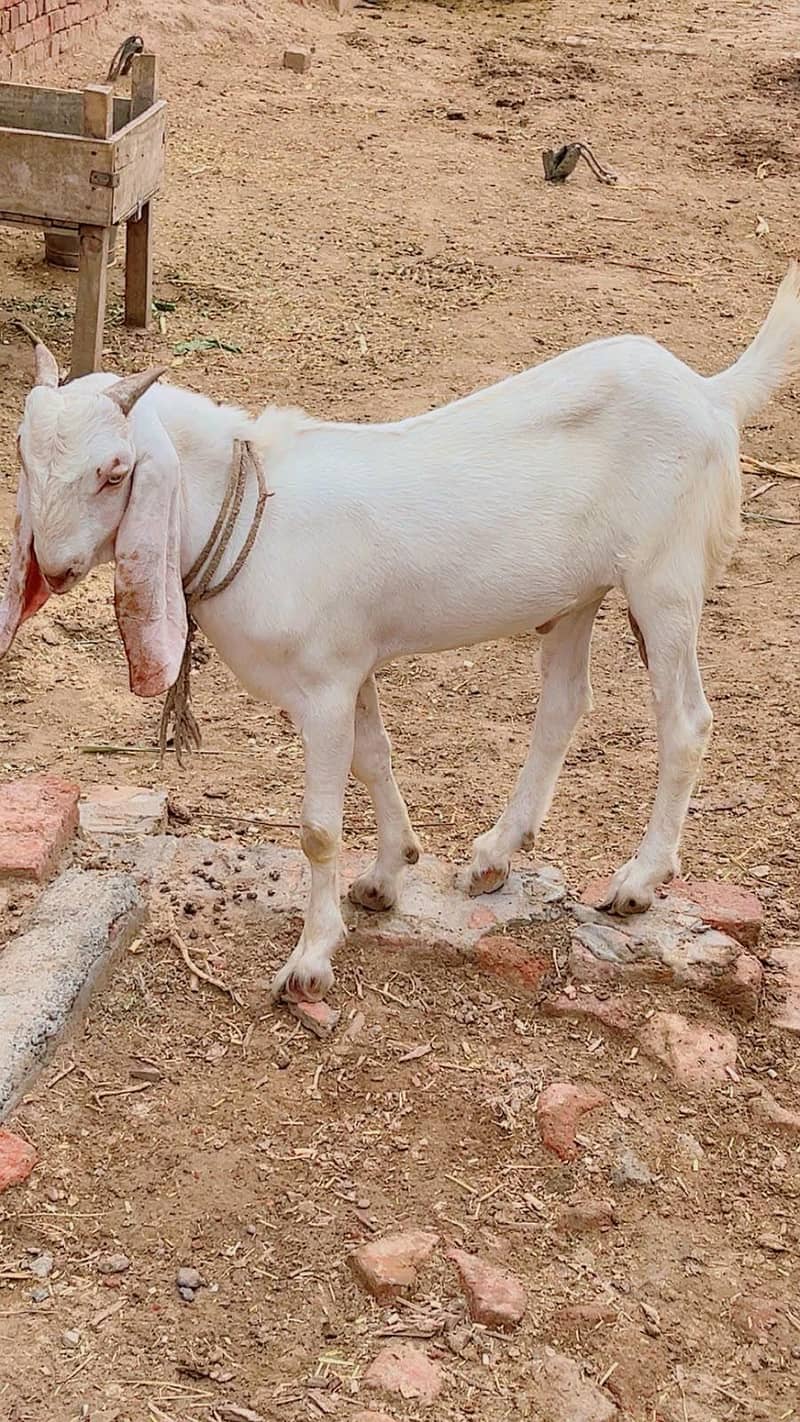 Bakra Bakri pair 4