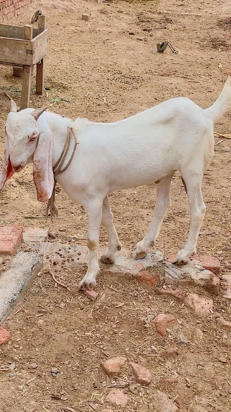Bakra Bakri pair — photo 5