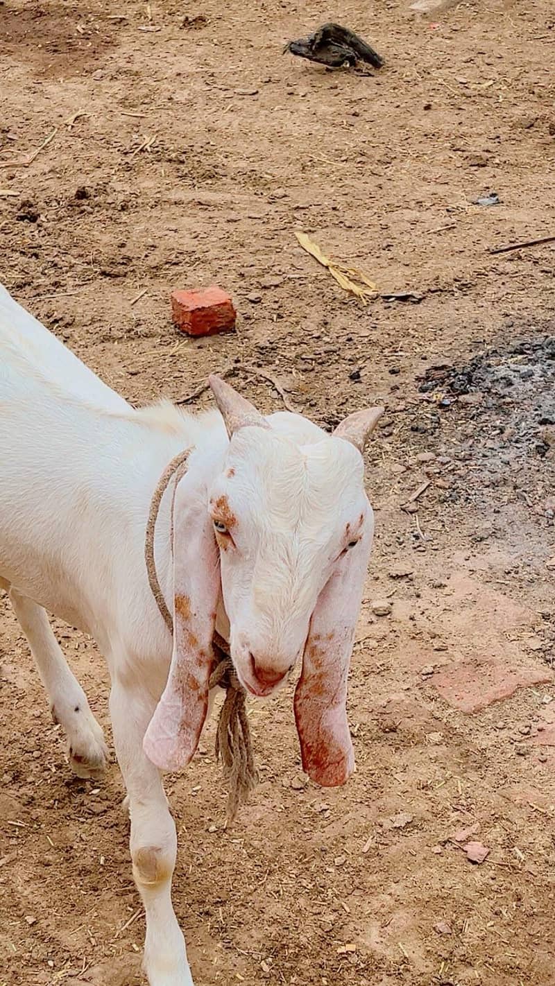 Bakra Bakri pair 5