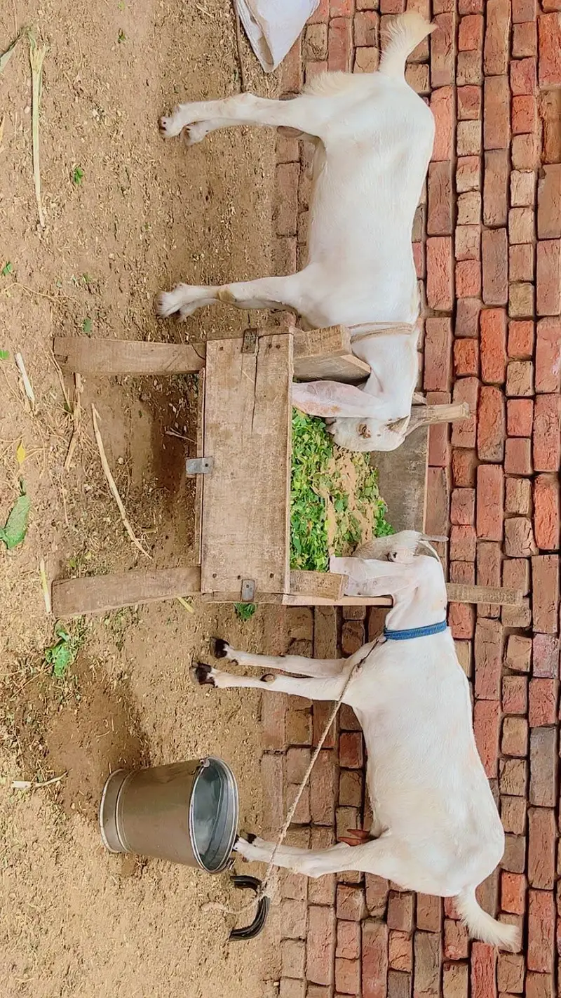 Bakra Bakri pair — photo 7
