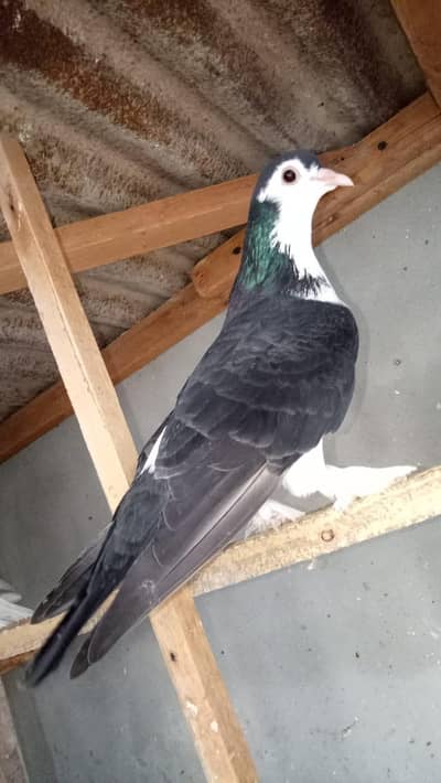 Desi pigeons