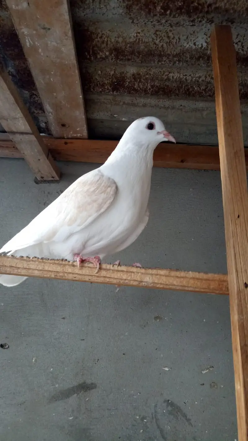 Desi pigeons — photo 2