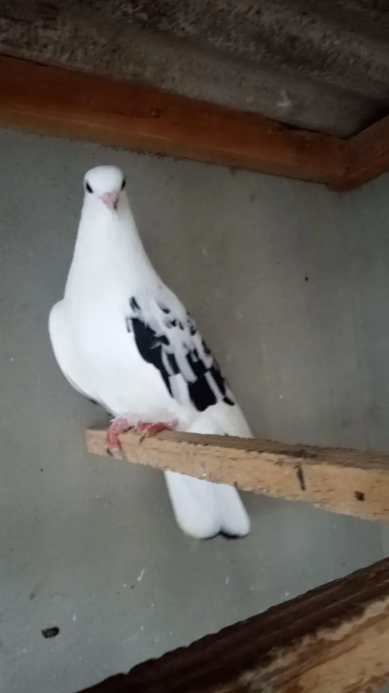 Desi pigeons — photo 3