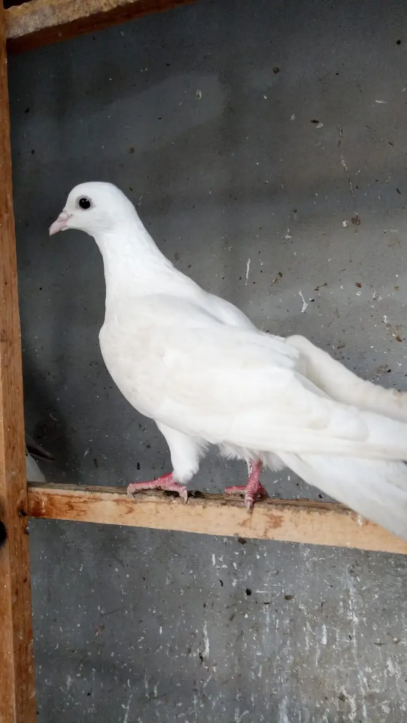 Desi pigeons — photo 4