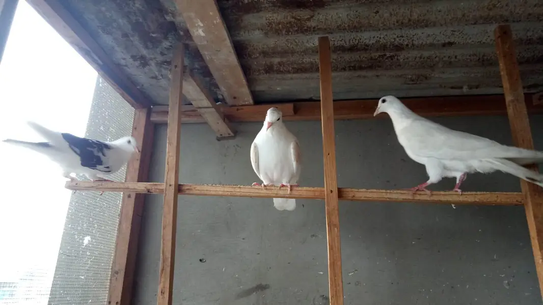 Desi pigeons — photo 5