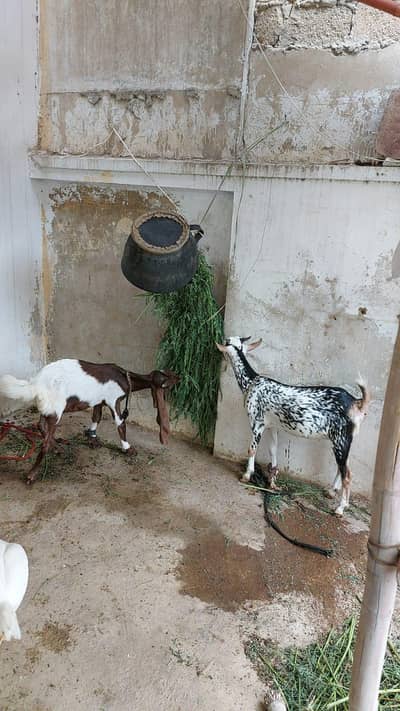 Barbari bakri for sale