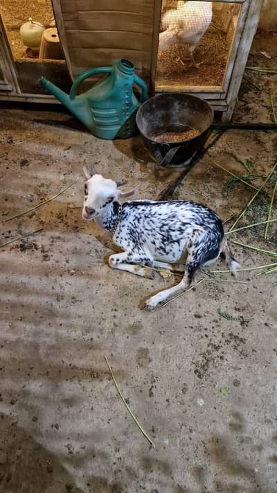 Barbari bakri for sale