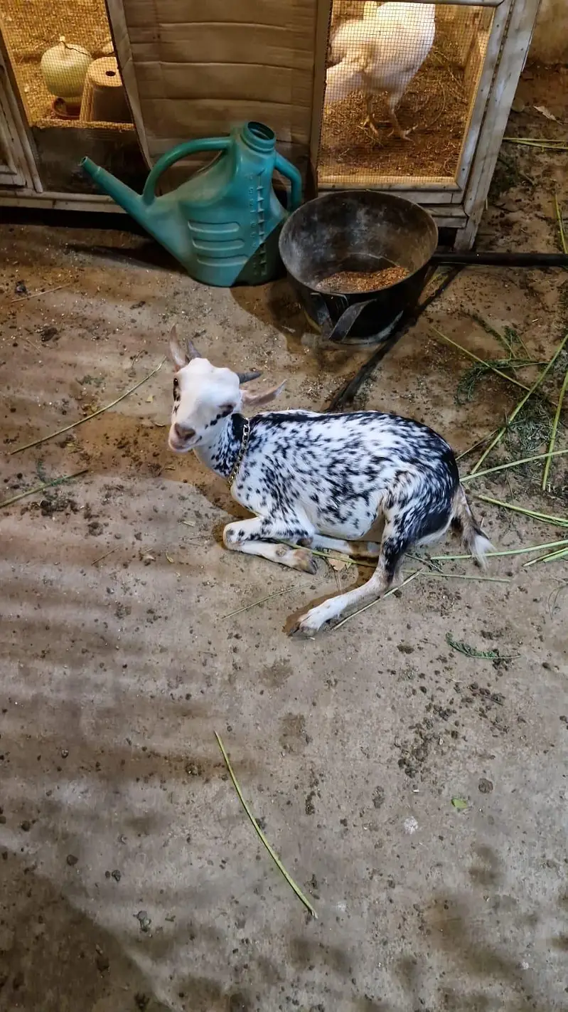Barbari bakri for sale — photo 2