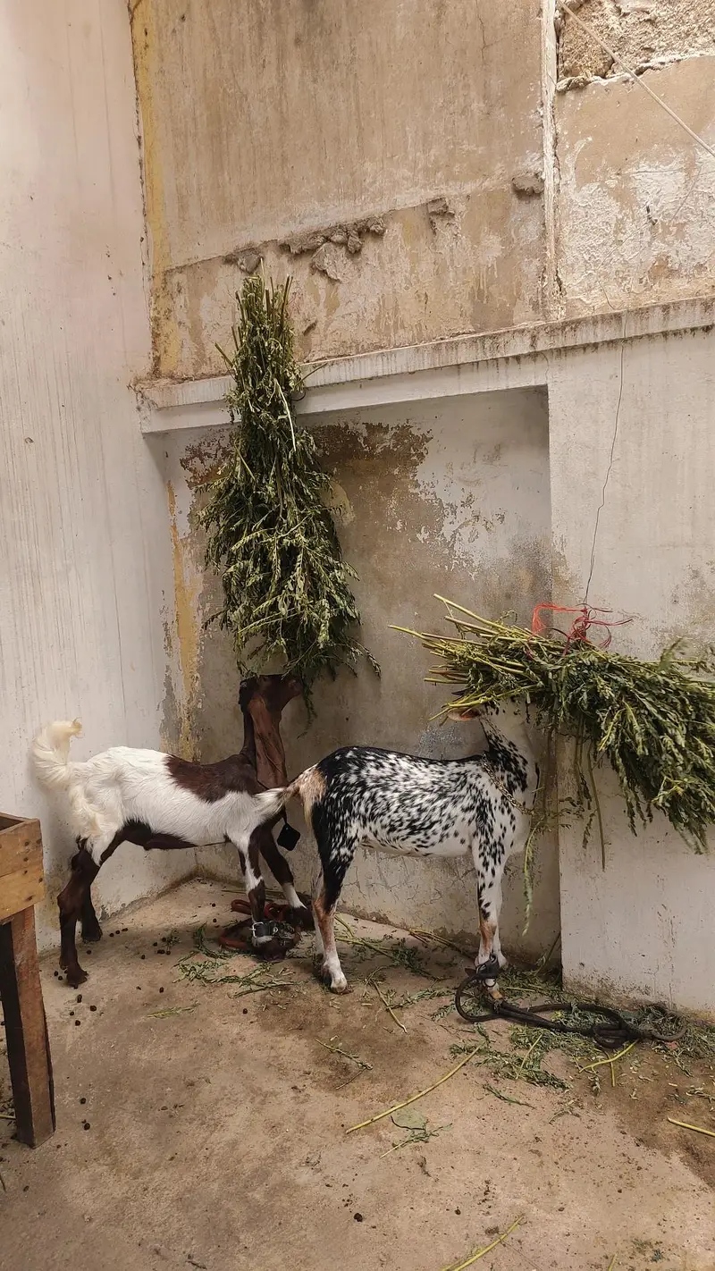 Barbari bakri for sale — photo 3
