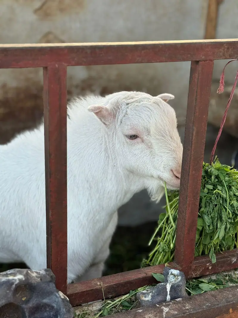 Barbari bakri for sale — photo 4