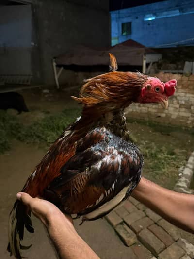 lakha breeder