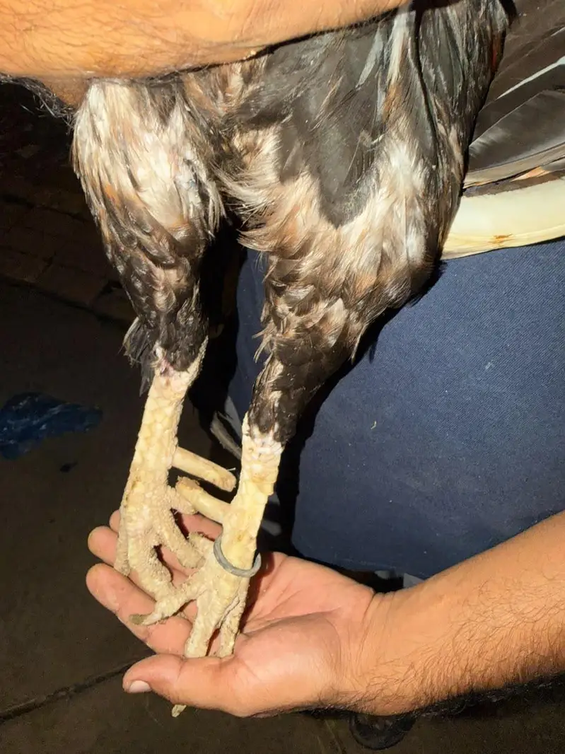 lakha breeder — photo 2