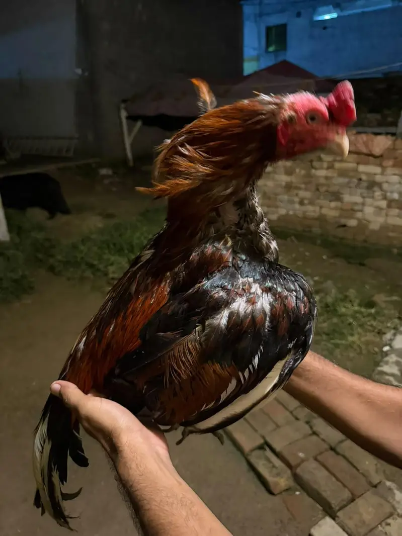 lakha breeder — photo 3