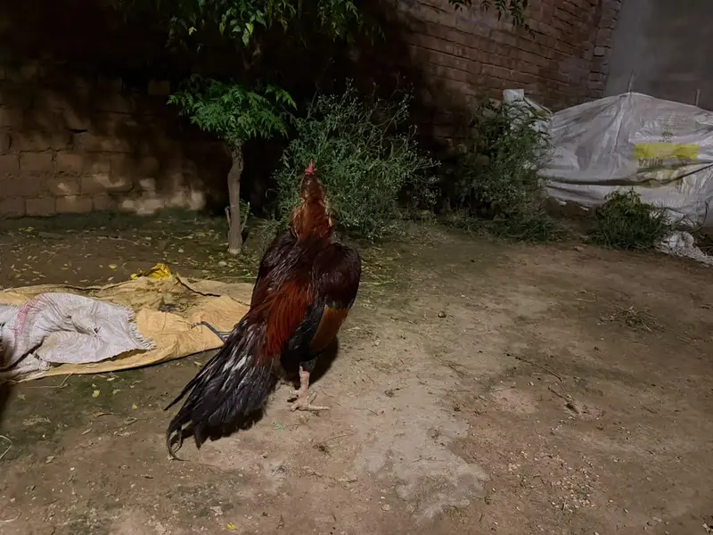 lakha breeder — photo 4