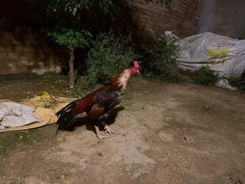 lakha breeder — photo 5