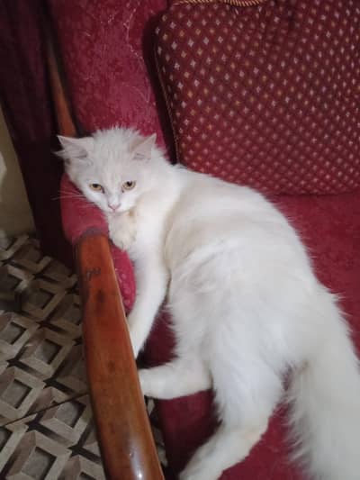 Russian female white cat