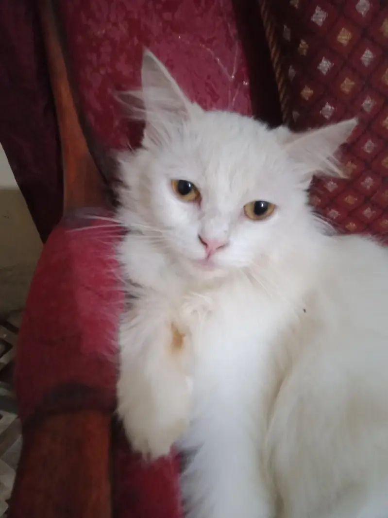 Russian female white cat — photo 2
