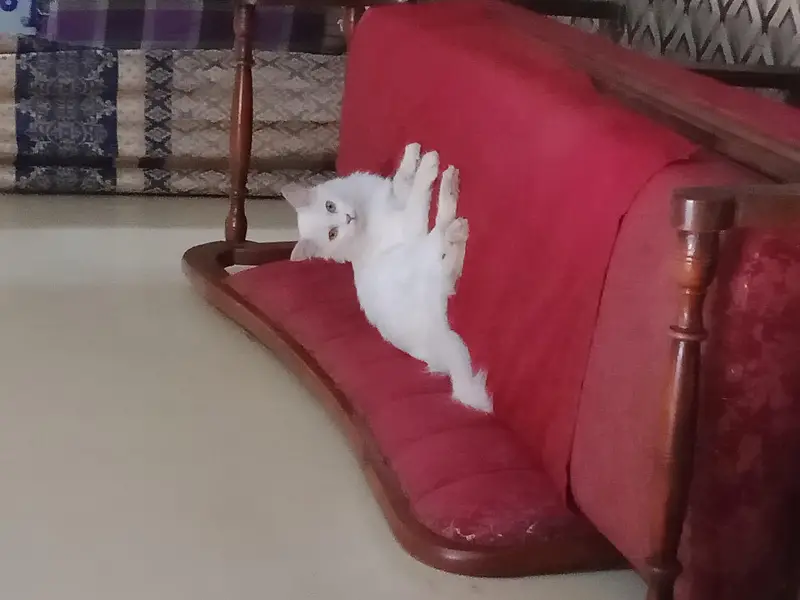 Russian female white cat — photo 3