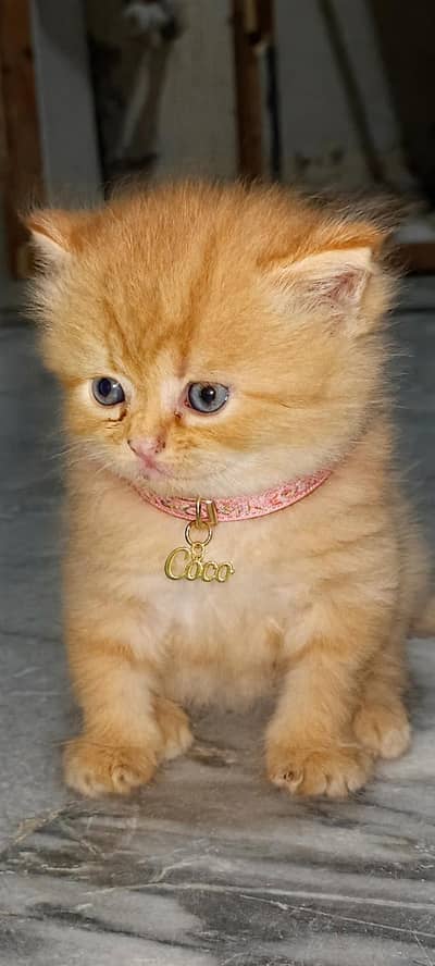 Persian/punch face