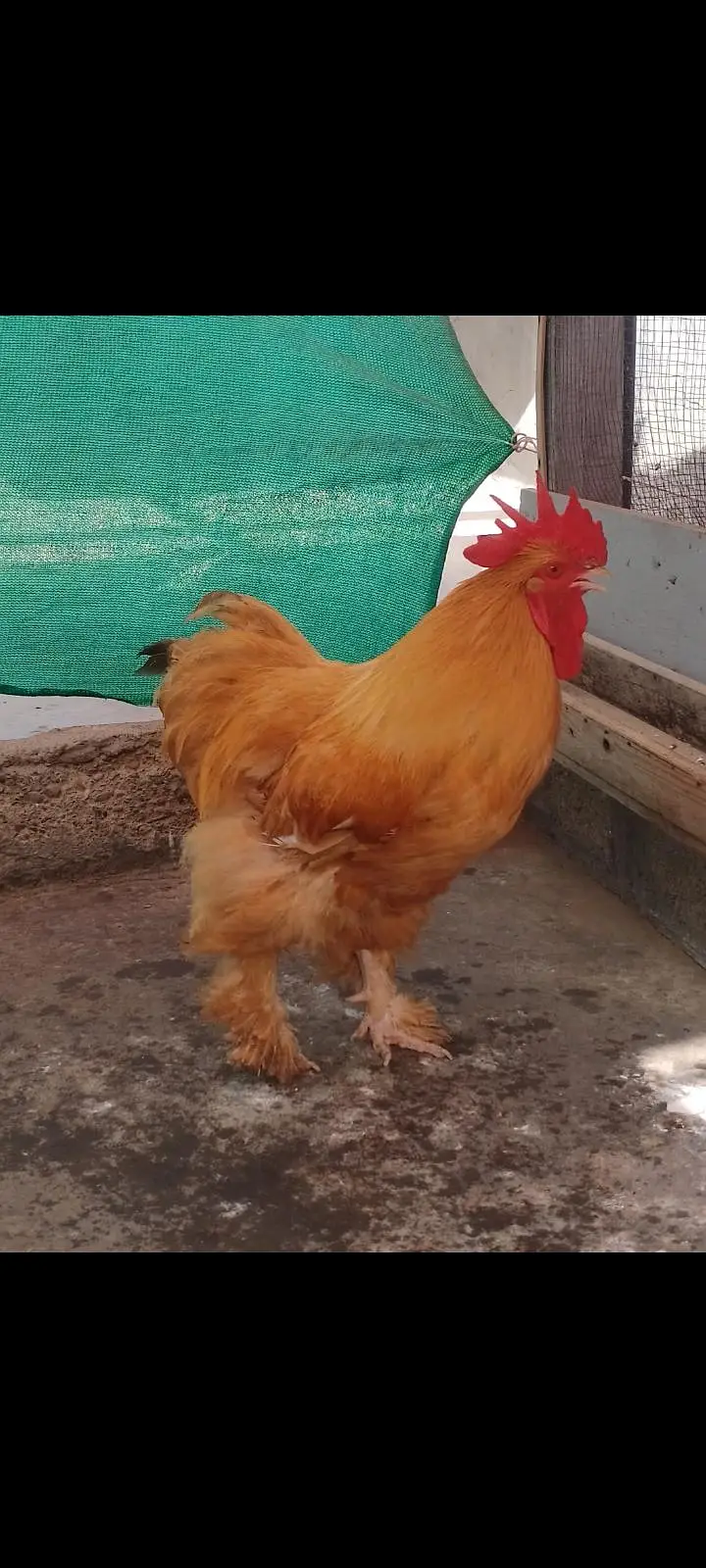 Golden Heavy buff — photo 5