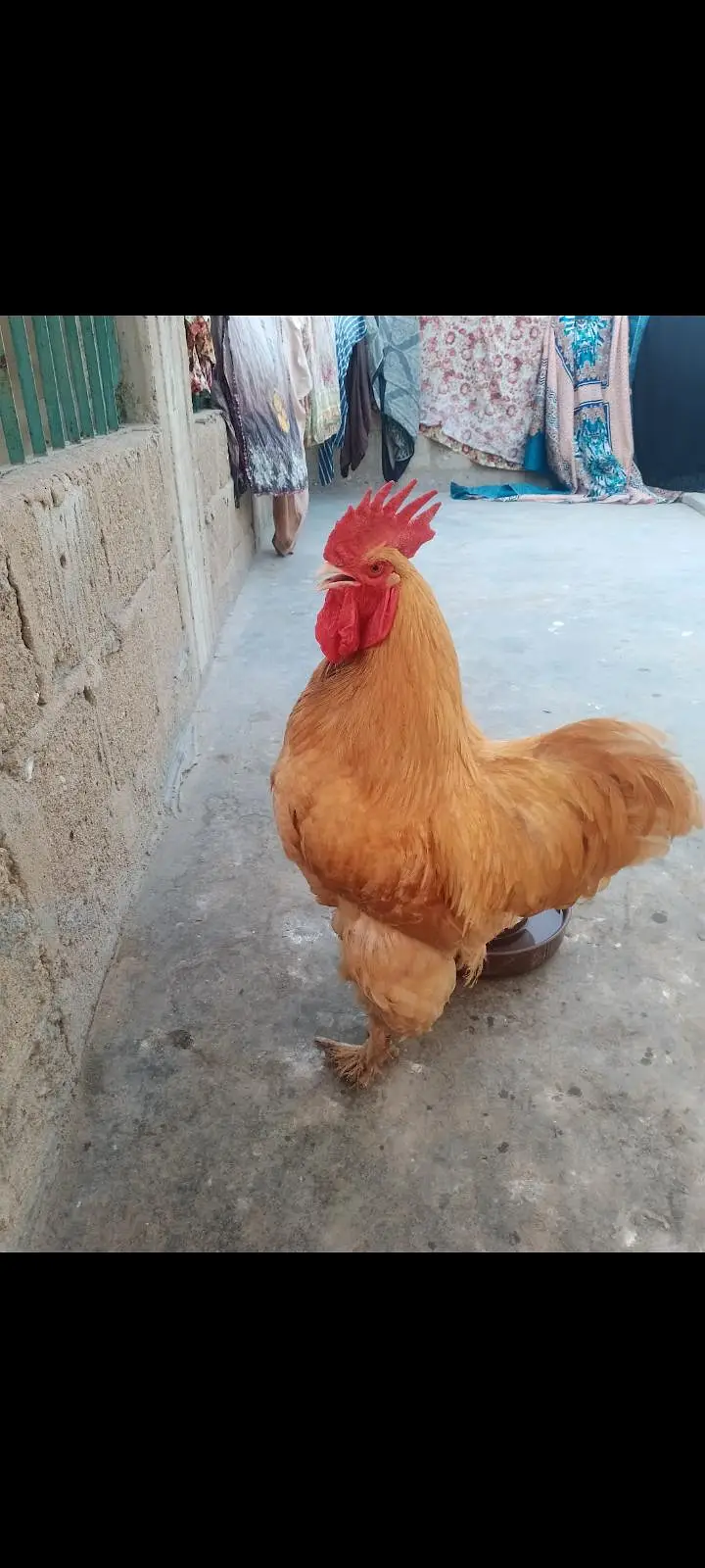 Golden Heavy buff — photo 8