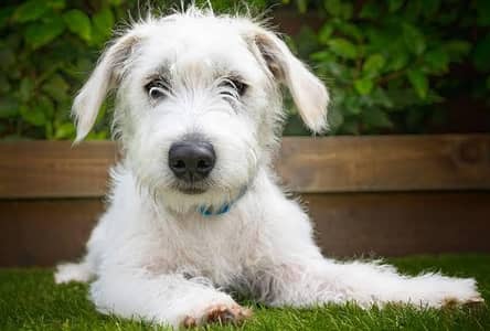Male Poodle Dog for Sale | imported puppy | Long Coat | White dog