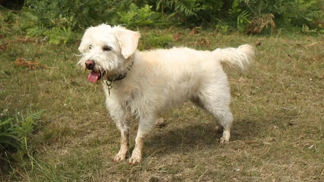 Male Poodle Dog for Sale | imported puppy | Long Coat | White dog — photo 2