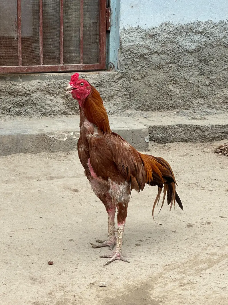 aseel murga peela — photo 2