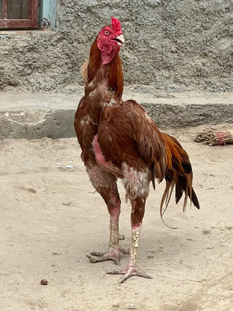 aseel murga peela — photo 3